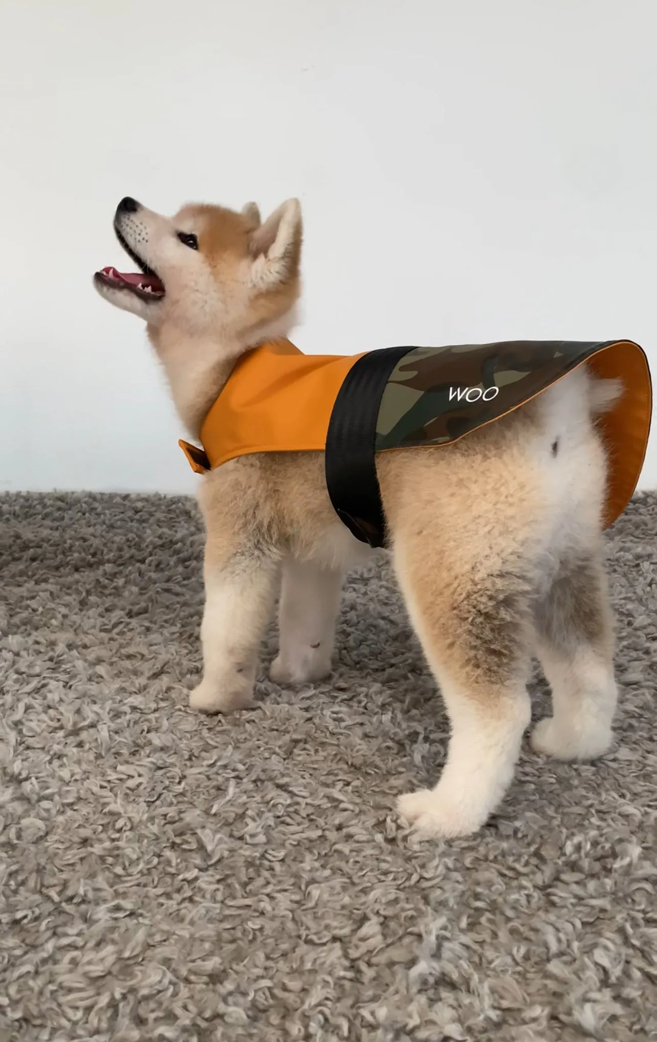 DOG RAINCOAT