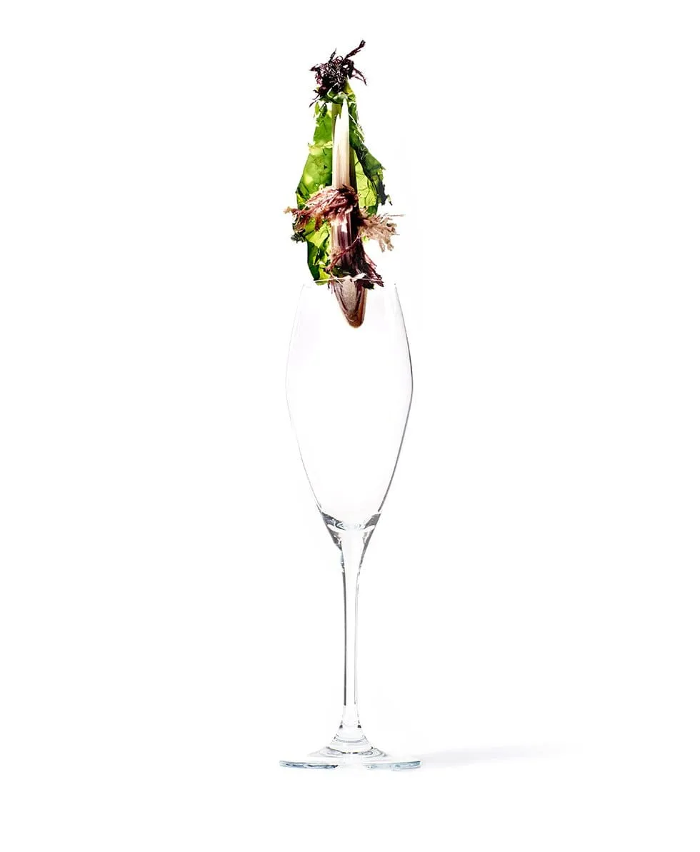 Jan Champagne Glasses 272ml Set Of 4